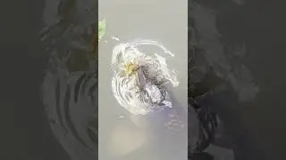 Carp feeding off the surface close up, awesome common carp in slow motion  #fishing  #carpfishing