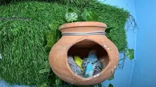 Pretty Little Birds - Stress-relieving nature sounds - Healing and peaceful music - Beautiful nature