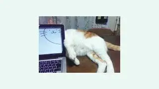 Crapface - Purrfect (speed up)