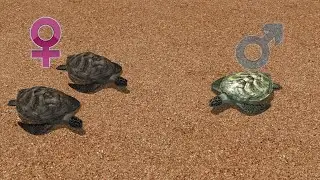 Warming temperatures causing sea turtles to be born female
