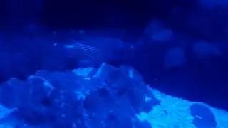 Crown Squirrelfish (Sargocentron diadema)