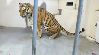 床ゴシゴシ