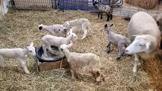 Bouncing, Happy Lambs