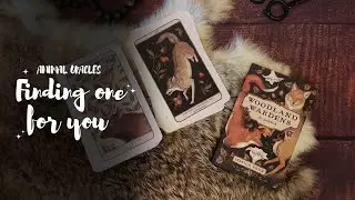 Animal oracle decks, finding one for you