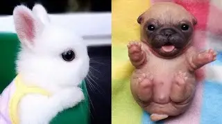 Pawsome Pets: Top 10 Cuddliest Animals to Pet