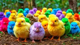 Cute Animals, Rainbow Chicken, Duck, Rabbit, Cow, Fish, Lion, Elephant, Turtle, Dog, Cat, Tiger