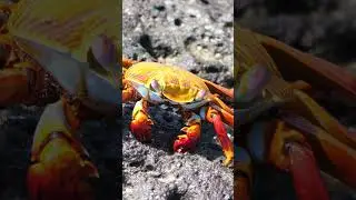 Galapagos Crab Eating