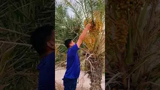 #travel #uae #vlog #hillclimb #nature