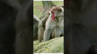MACAQUES, Grooming Behavior #Shorts