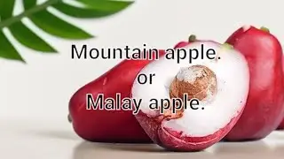 Malay apple, or mountain apple.full review definition benefits side effects & cultivation techniques