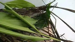 Ngeri! bungarus flaviceps yang mematikan