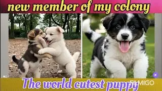 आज हमने बचाई एक छोटे बच्चे कि जान।। Jest 10 mint new member of my colony#viralvideo