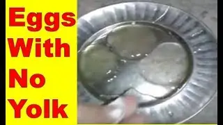 🐓🐔अंडे जिसमे पीला भाग नहीं होता ! || Poultry India TV&trade; ||