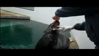 Training Video: Fur Seal Teeth Brushing!