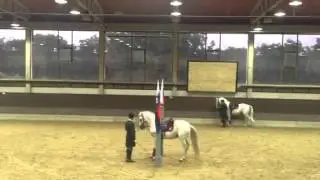 Lipizzaner, Airs above the ground