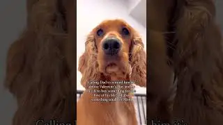 We all know who the love of his life is, right? 😅🥰 . . . . #cockerspaniel #puppy #puppylove