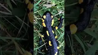 Fire Salamander Kosovo.     #firesalamander #salamander #shorts #lizzard #vlog #viral