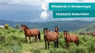 Reiturlaub - Wildpferde in Nord Portugal