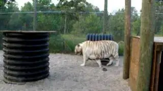 Mohan...Si-Ben White Tiger.