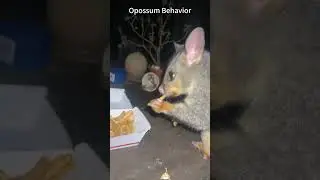 Opossum Behavior