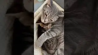 wow！！！Lovley screen.🐱💓 Watch this cute kitten play #cats #cutekittens #pets