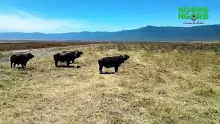Visit Ngorongoro