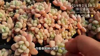 春天到了迎来了多肉生长季，开始“疯狂”浇水模式，多肉太漂亮了