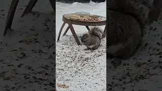 Squirrels get saucy. #squirrel #short #squirrelwatching