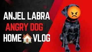 Anjel Angry 😡 dog || home vlog  #funny 😂#viral #comedy &lrm;#labrador&lrm; #puppy&lrm; 