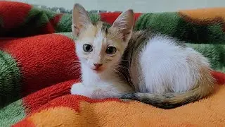 Cat Parenting 101: Watch as Adorable Kittens Learn Playful Tricks from their Skilled Mama!
