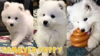 Cute Puppy Compilation of Maximus the Samoyed