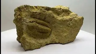 Trilobite fossil in sedimentary rock matrix    1