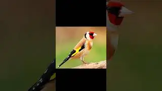 Goldfinch