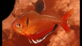 LeafyIsHere NEW CHANNEL + Serious Talk