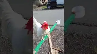 hasil persilangan ayam alas / ayam alas merah X ayam Kate