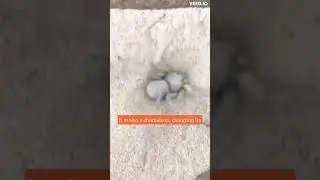 Unraveling the mysteries of the sand spider: the desert survivor