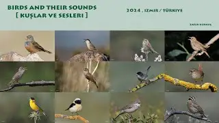Kuşlar ve sesleri [ Birds and their sounds ]