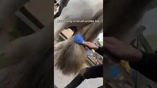 Trying to brush a cobs tail #horses #horse #horsesofinstagram #equestrian #equine #cobs