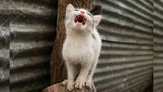 She Was So Hungry! Watch This Stray Kitten Brave Survival Skills