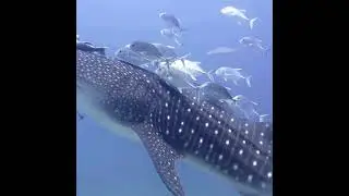 All About the Whale Shark #animals #ocean #whaleshark #allaboutanimals