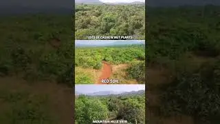 📍 GOA : 250 ACRES CASHEW NUT FARM LAND FOR SALE 🔥 | MARGAO | Landsinindia.in #Shorts