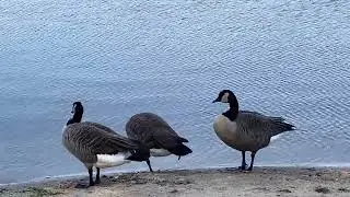 Canadian Geese Preening in 4K Close Up - Relaxing ASMR