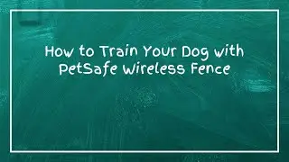 Как дрессировать собаку с помощью беспроводного ограждения PetSafe