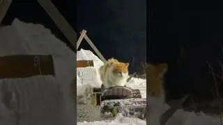 Cats Reactions To Snow ❄️ #catvideos #funnyshorts #snowfall #animals