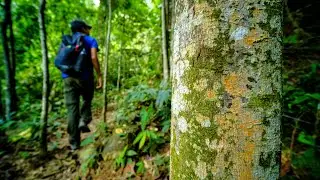 Hiking alone via Bukit Indah trail to the top of Bukit Mertajam hil &l exit via Taman Kuari.