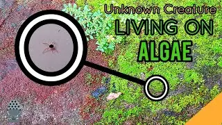 Unknown - Spider - Like creature on Algae like plant / Tiny Insect / EXPLORE Episode 12