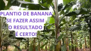 COMO TER SUCESSO PLANTANDO BANANA | É FÁCIL PLANTAR BANANA| COMO GANHAR DINHEIRO COM BANANA