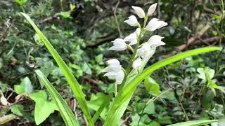 Cephalanthera longifolia
