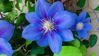 Blue Spring Flowers Cinematic 4K Videos | Blossoming Blue Flower | Iphone 4K Cinemetic Video