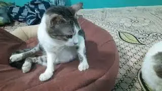 Vlog on my cute cats | cute cat cleaning her self | part 1